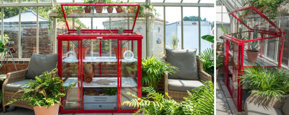 Ruby Red Hartley Botanic Patio Glasshouse Inside a Glasshouse