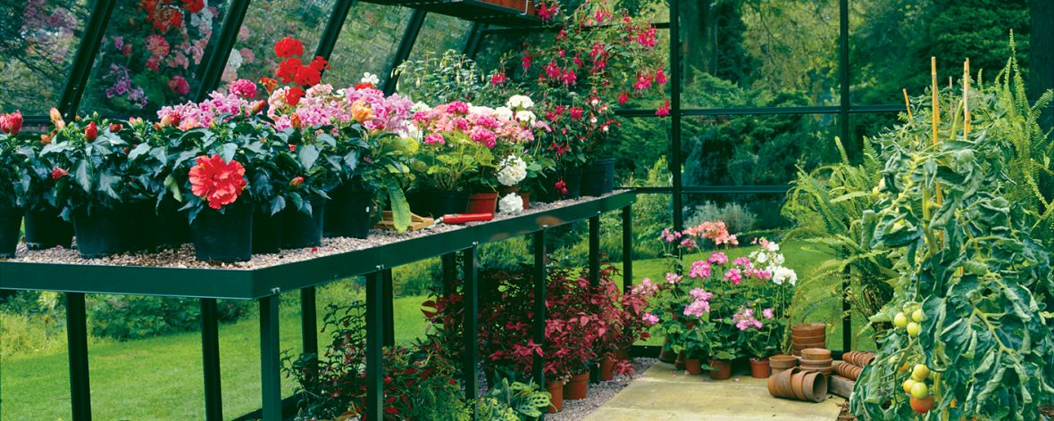 Greenhouse Staging and Shelving Inside a Hartley Botanic Glasshouse